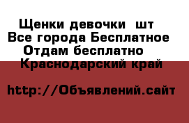 Щенки девочки 4шт - Все города Бесплатное » Отдам бесплатно   . Краснодарский край